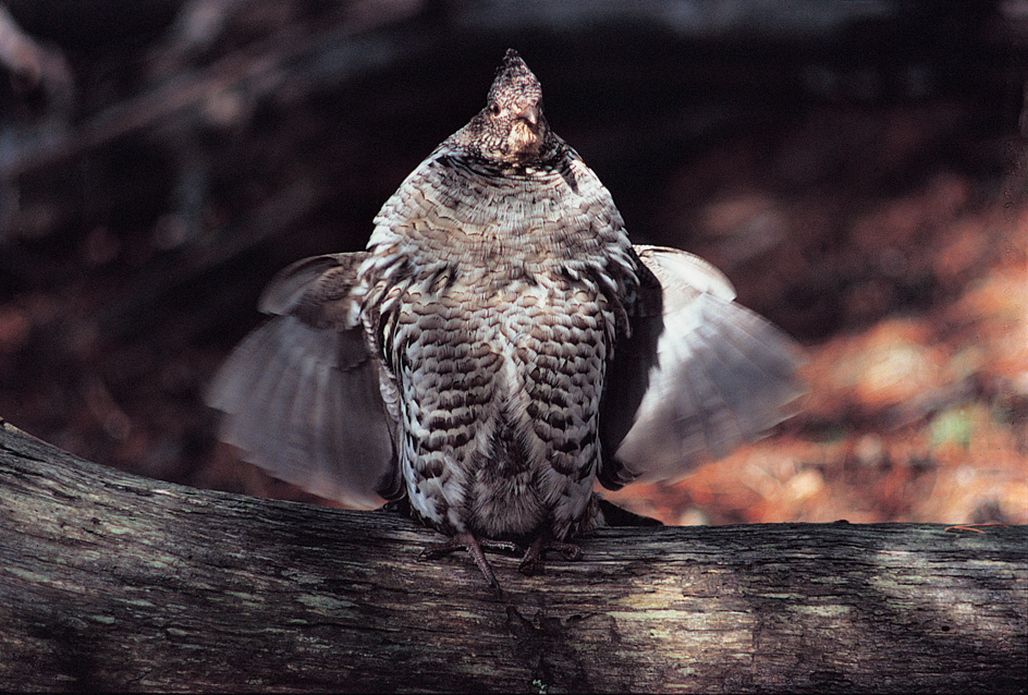 Male ruffed grouse