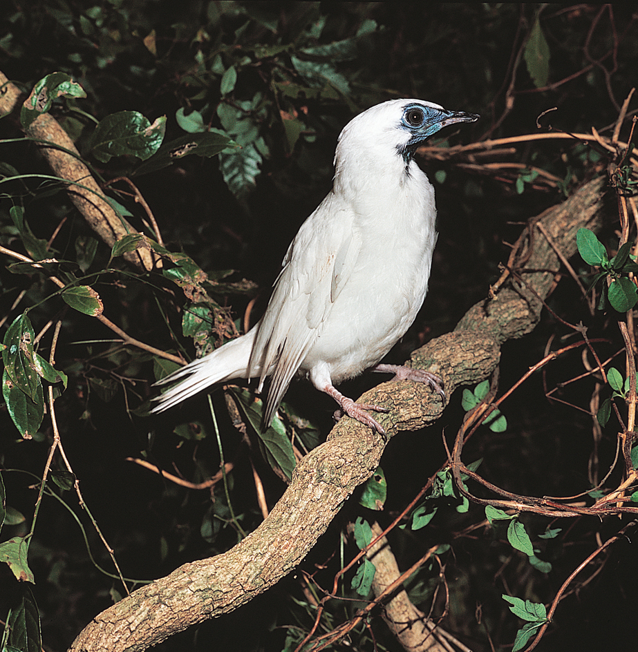 White bellbird