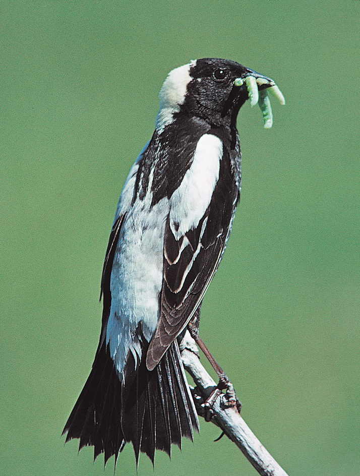 Bobolink