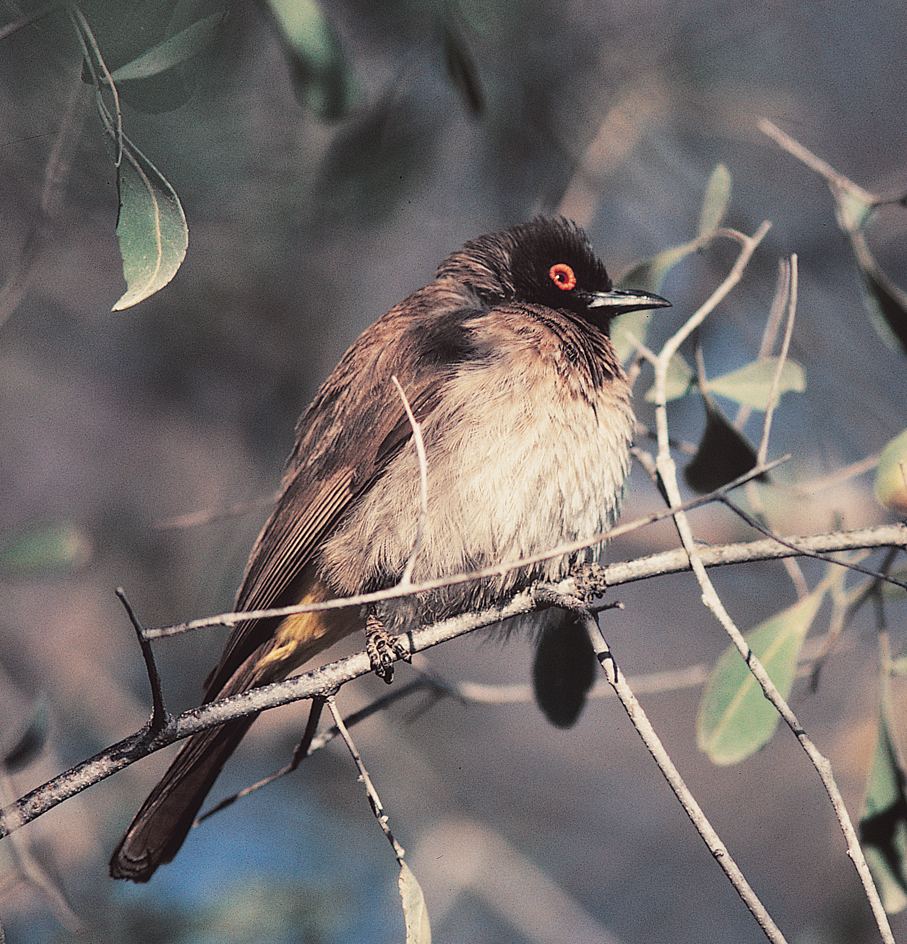 Bulbul