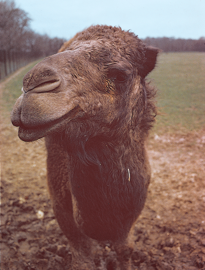 Camel's thick eyebrows