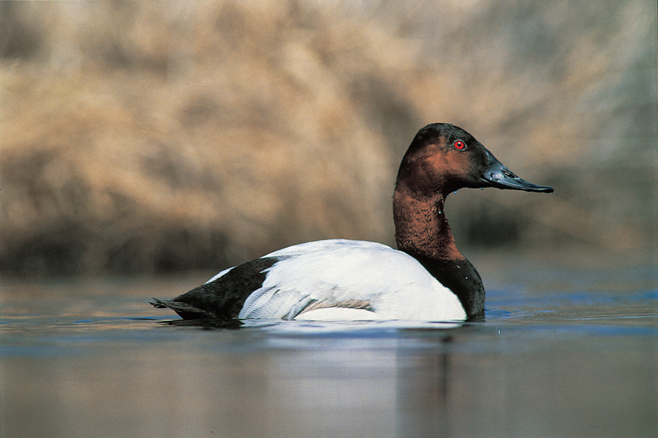 Male canvasback