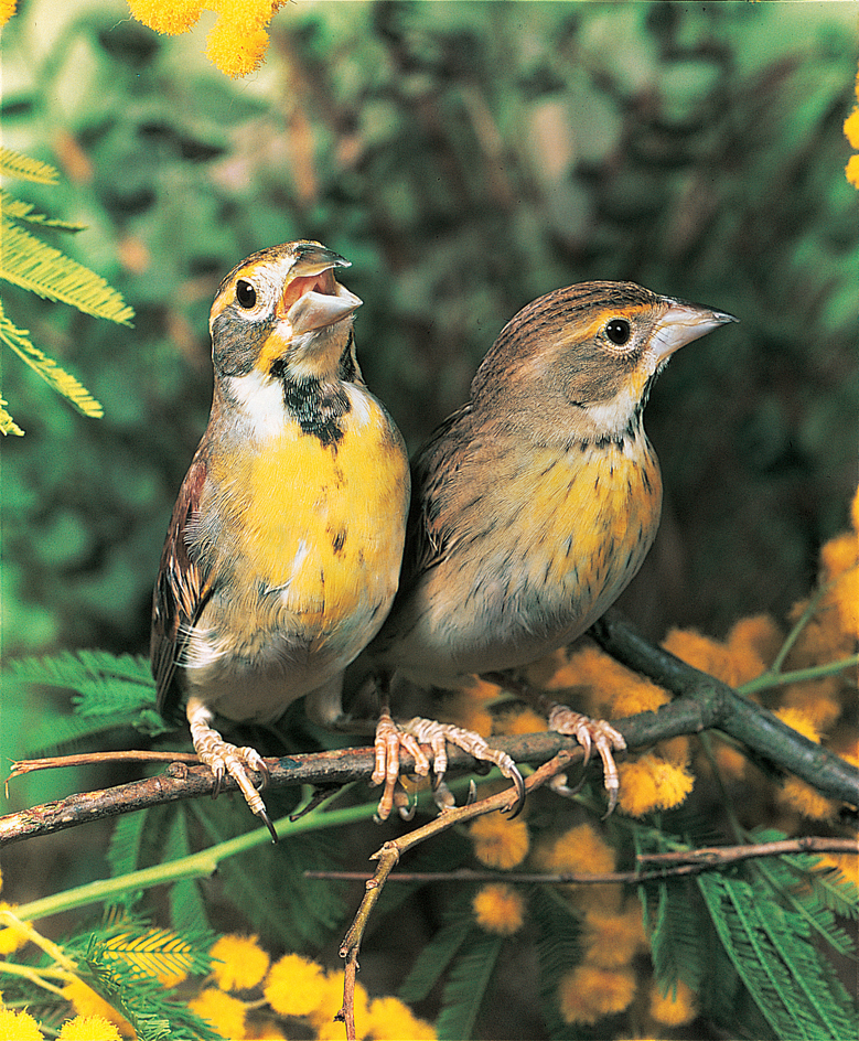 Dickcissels