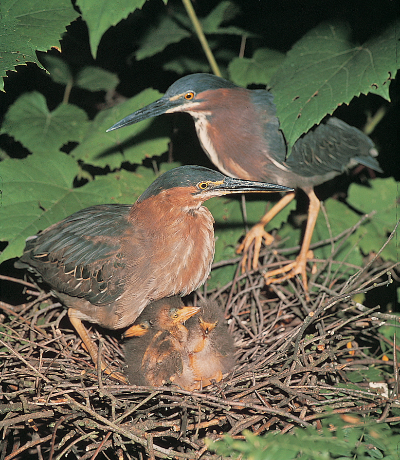 Green herons