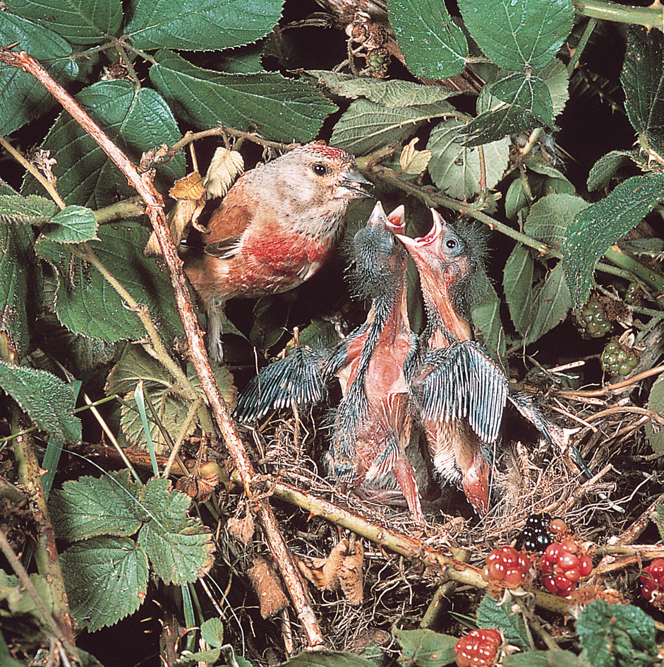 Male linnet