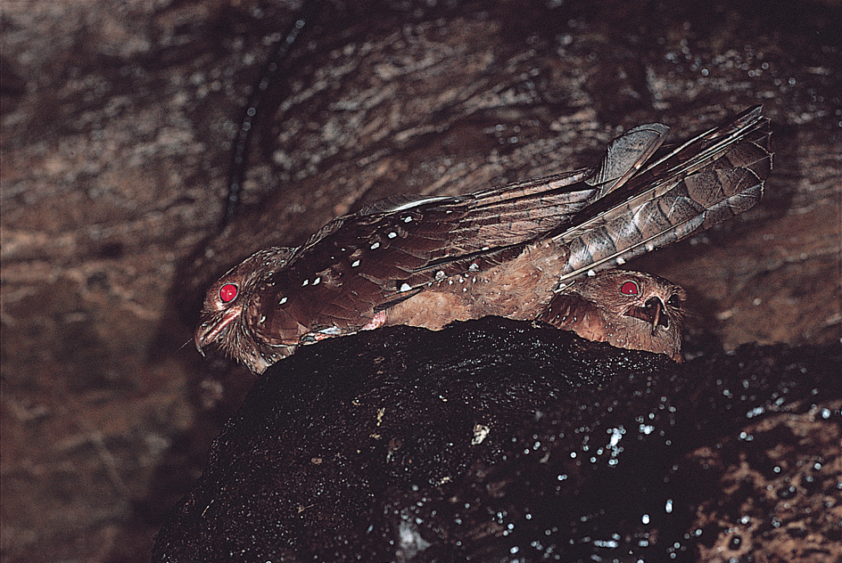 Oilbirds