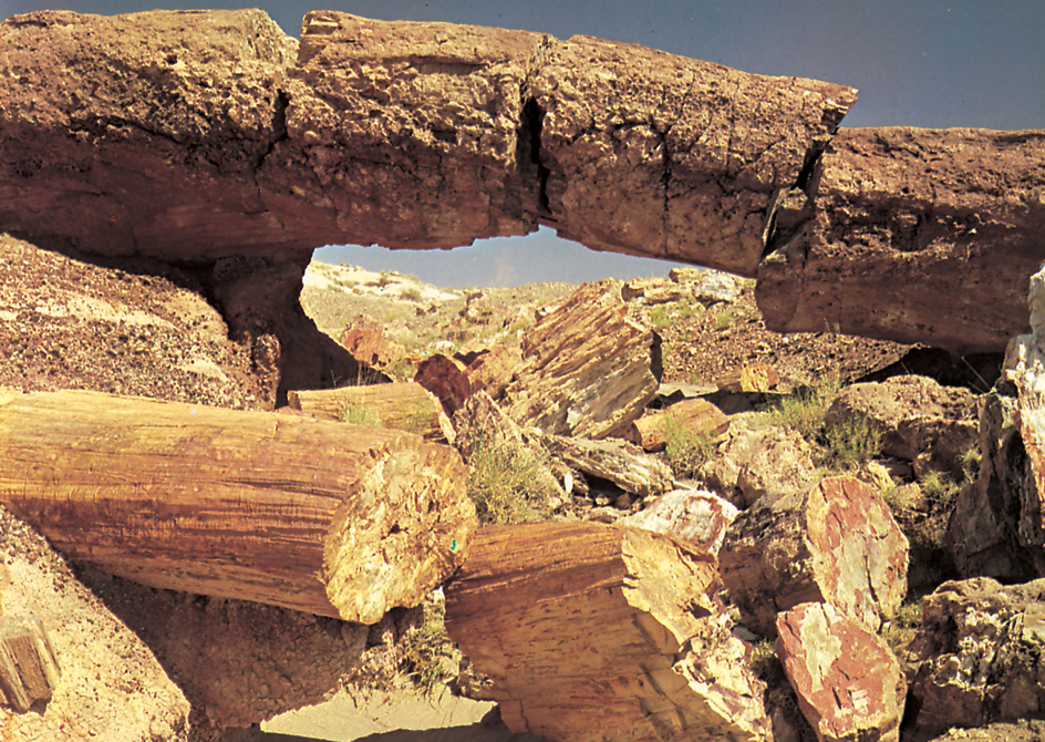 Petrified log