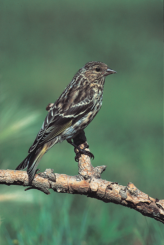 Pine siskin