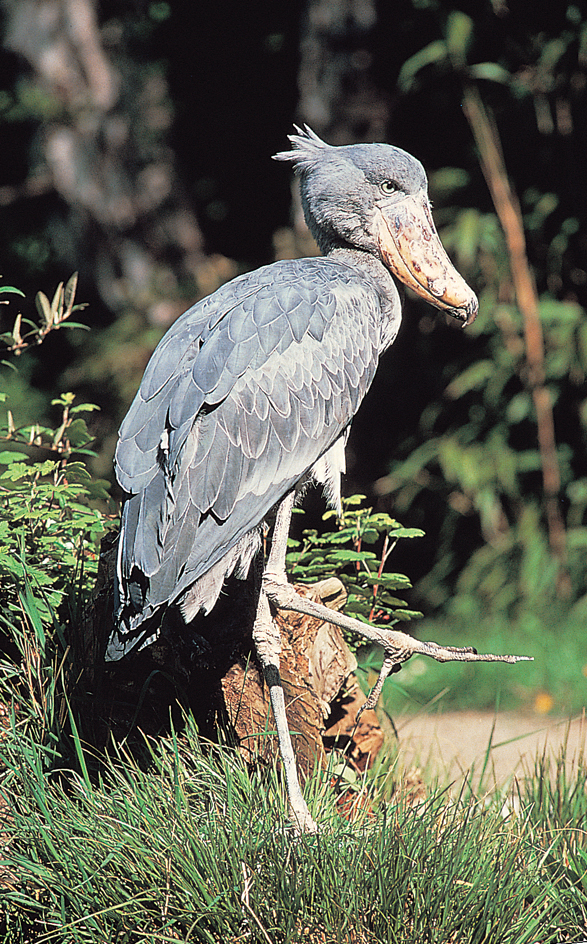 Shoebill