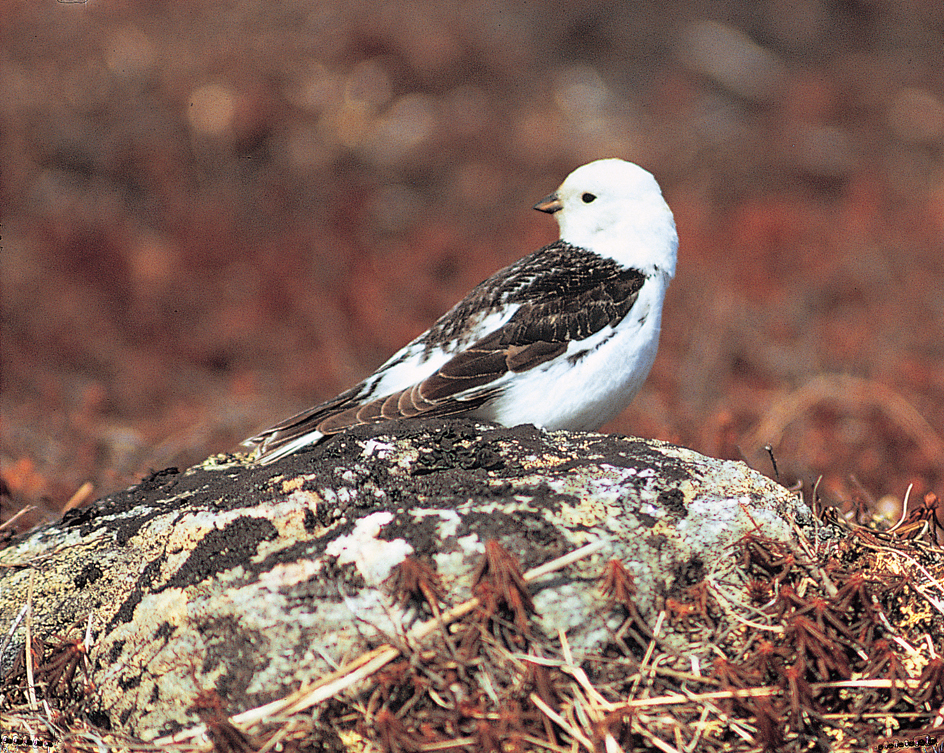 Snow bunting