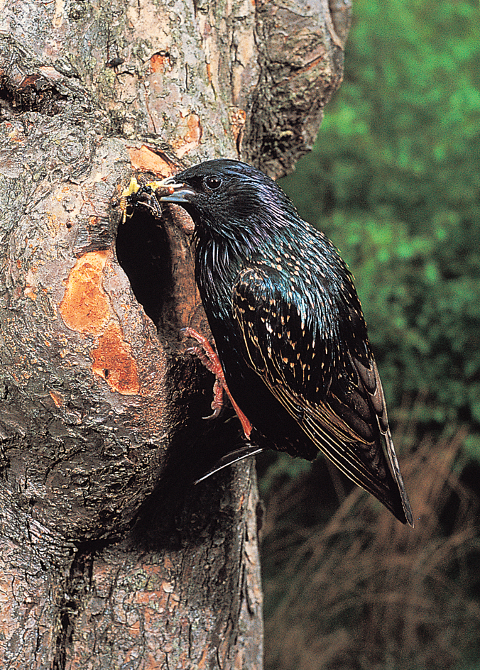 Common starling