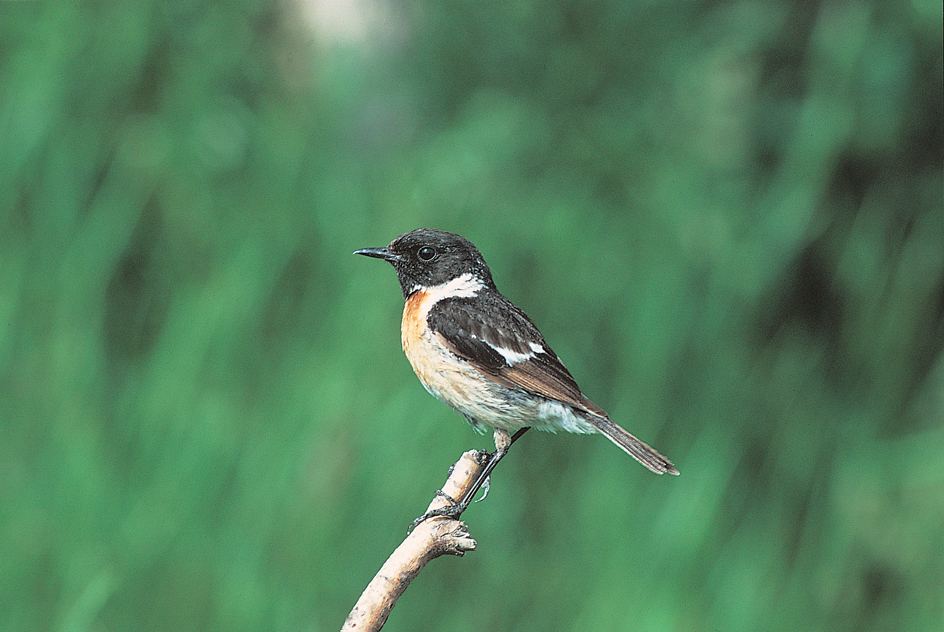 Stonechat