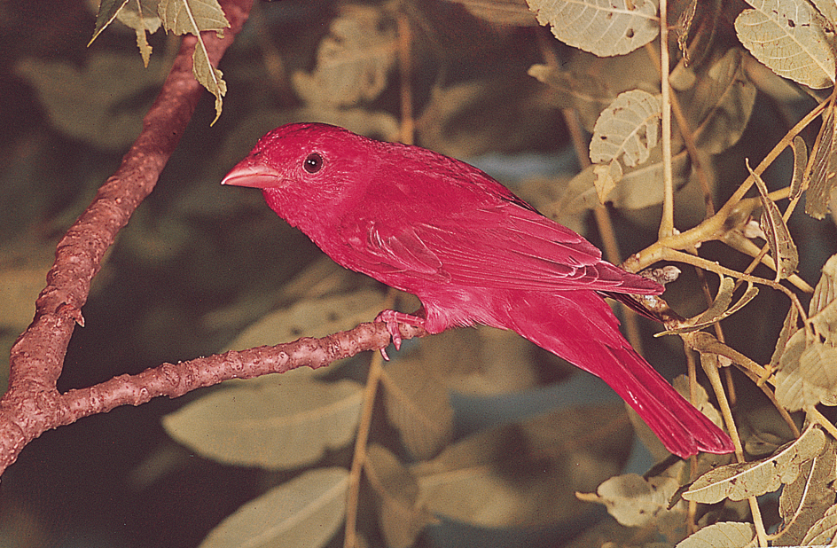 Summer tanager