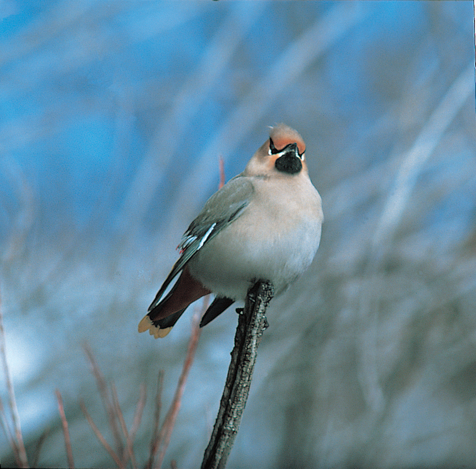 Bohemian waxwing