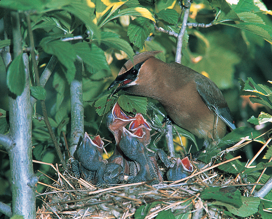 Cedar waxwing