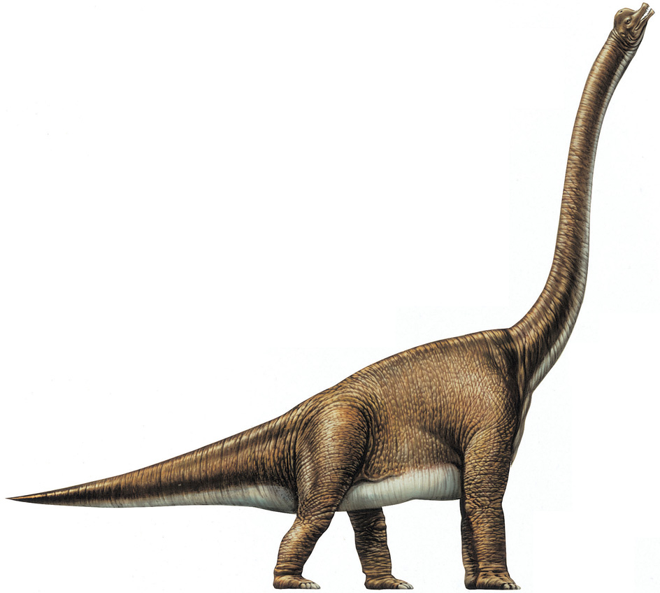 Brachiosaurus