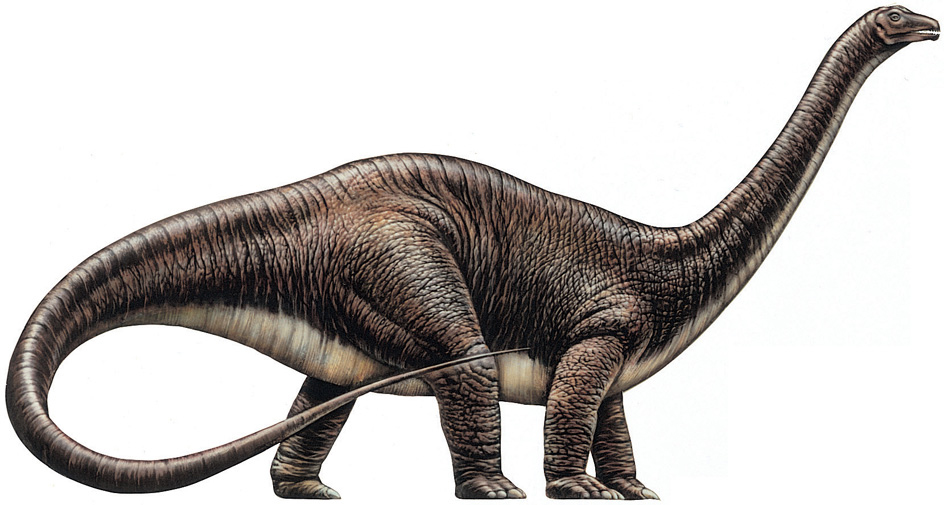 Apatosaurus