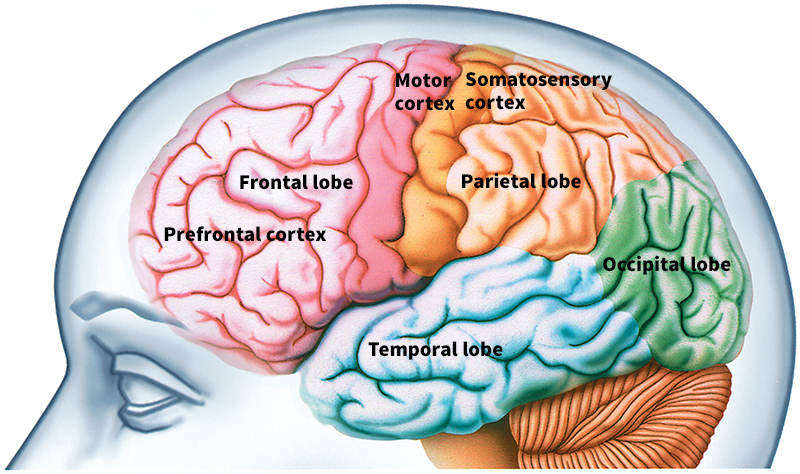 The cerebrum