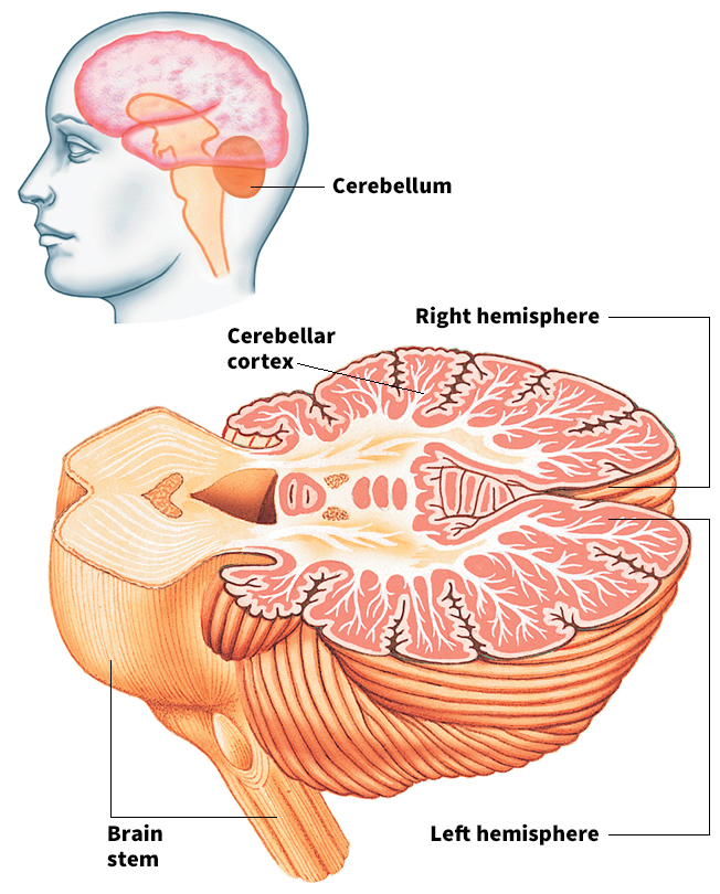 The cerebellum