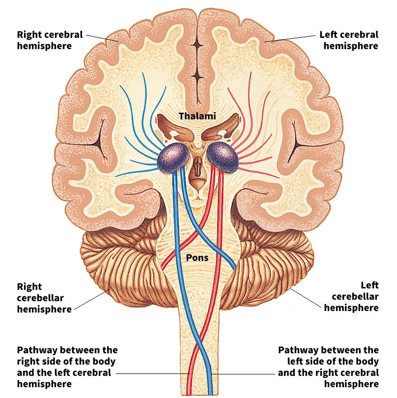 Nerve pathways cross over