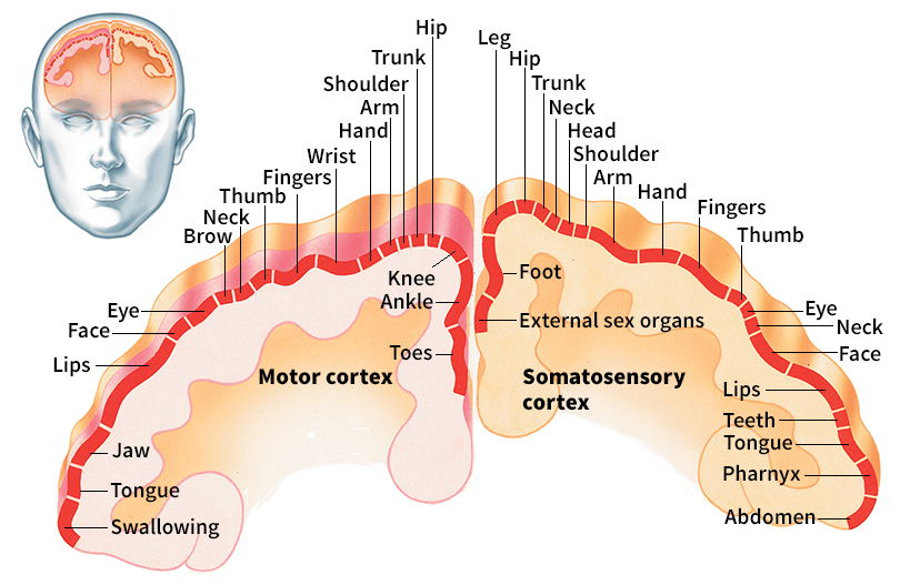 Motor and somatosensory areas