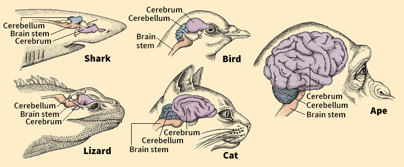 Brains of some vertebrates