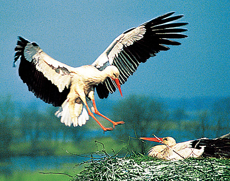 White stork