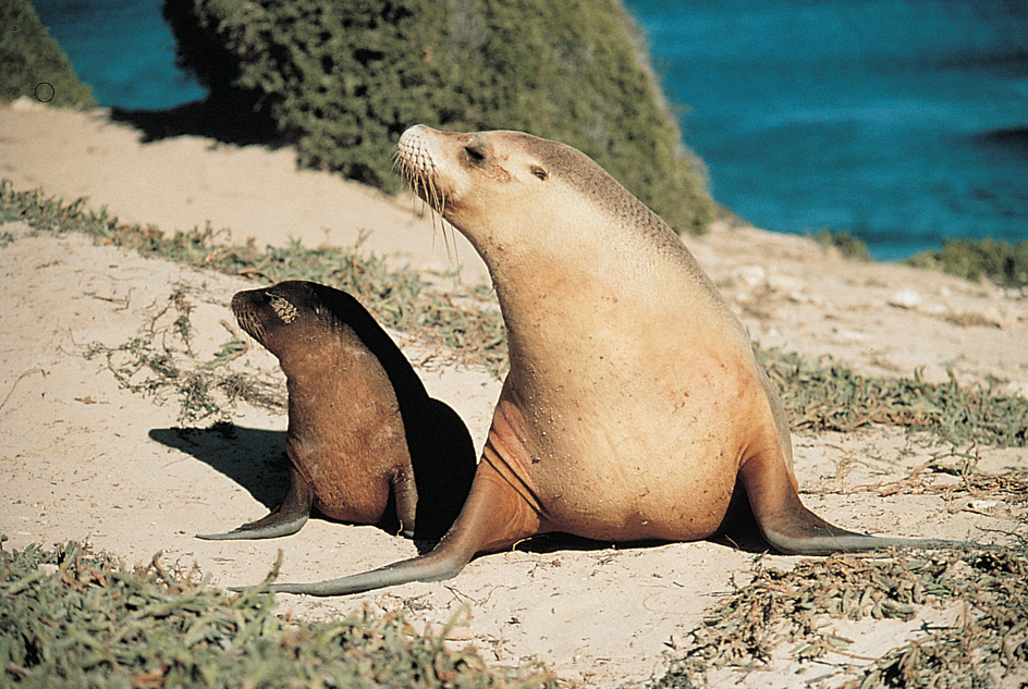 Mother Australian sea lion and pup