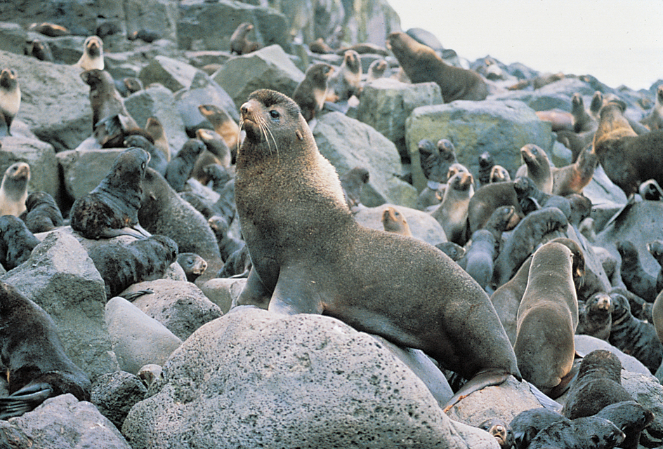 Male Northern fur seal