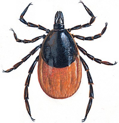 Blacklegged tick