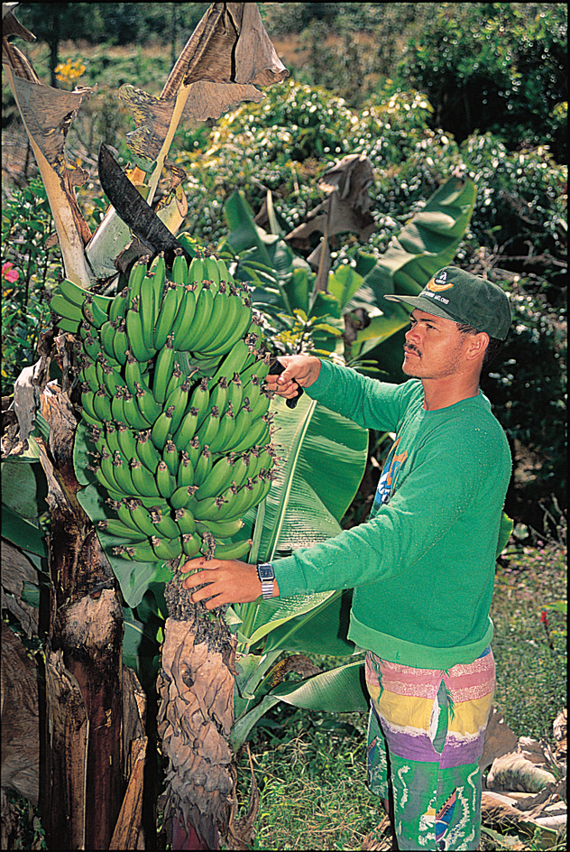 Harvesting bananas in Honduras