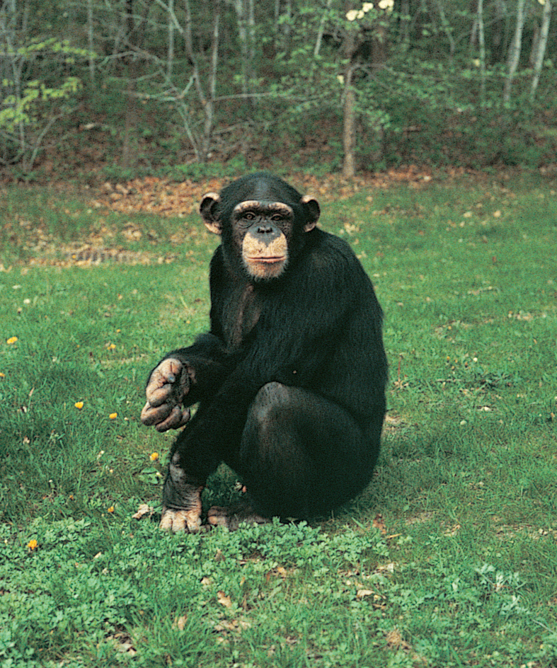 Body of a chimpanzee