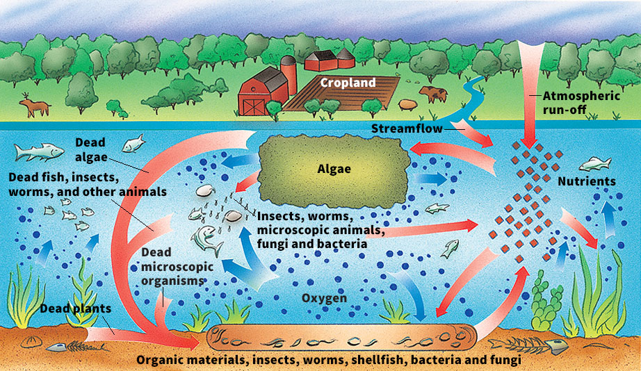 Healthy water system