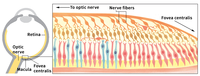 Structure of the retina