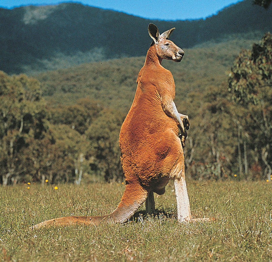 Red kangaroo