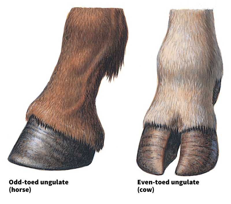 Odd-toed hoof and even-toed hoof