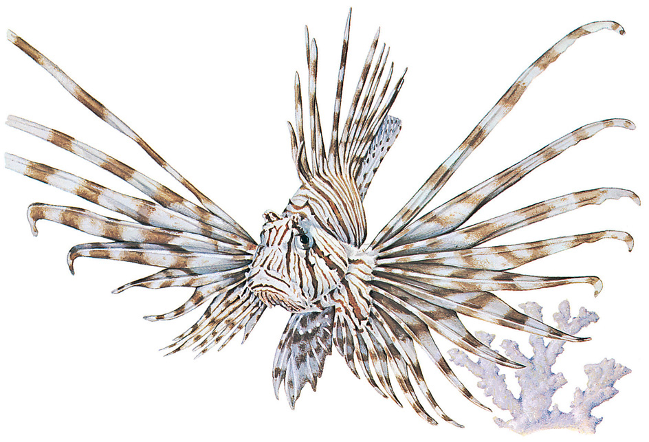 Lionfish