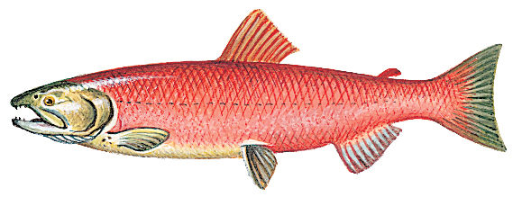 Sockeye salmon