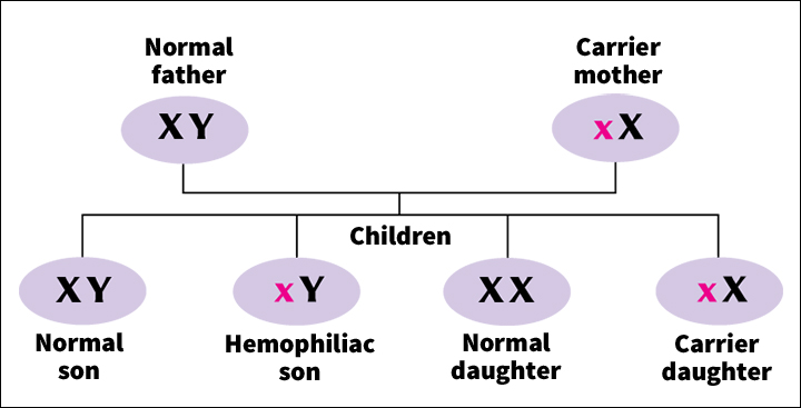 Genetic inheritance of hemophilia