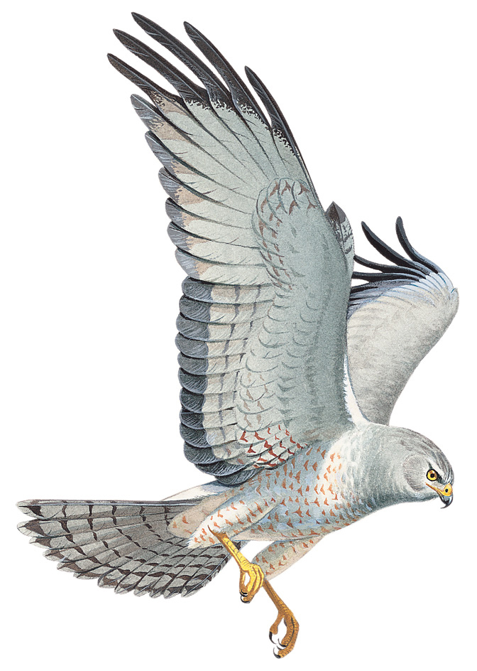 Northern harrier