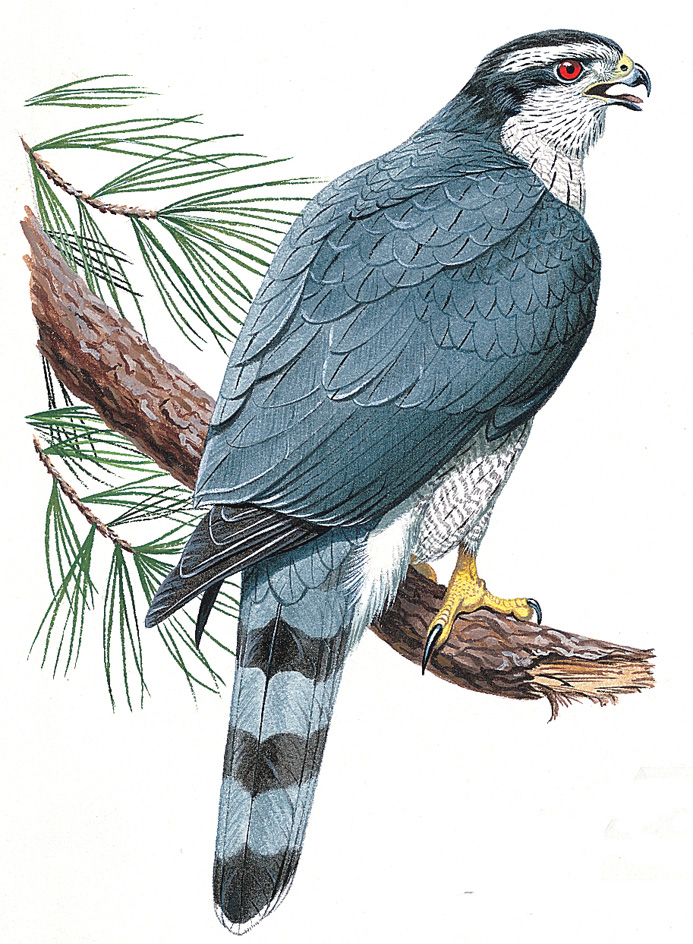 Goshawk