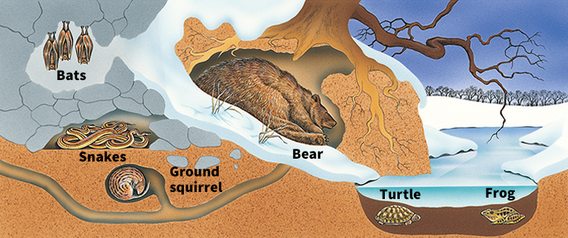 Some animals that hibernate