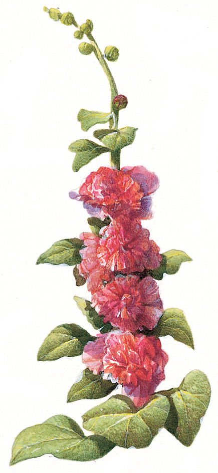 Hollyhock