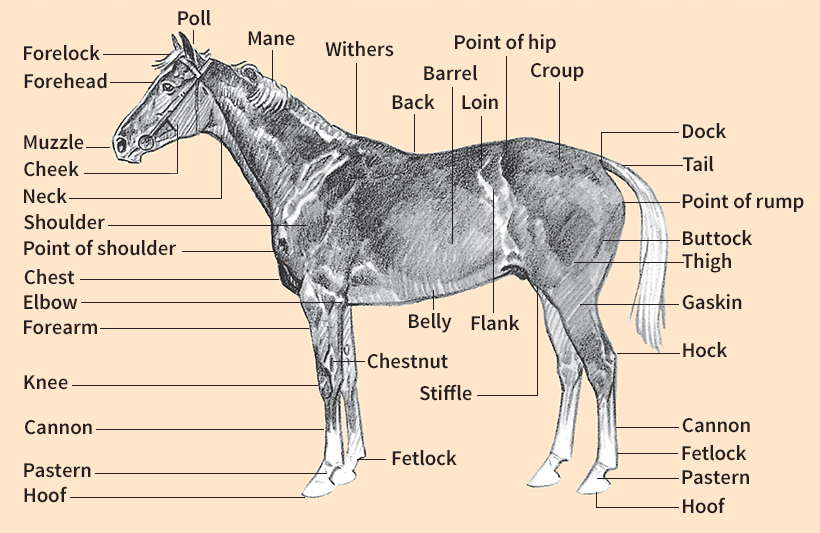 Body of a horse