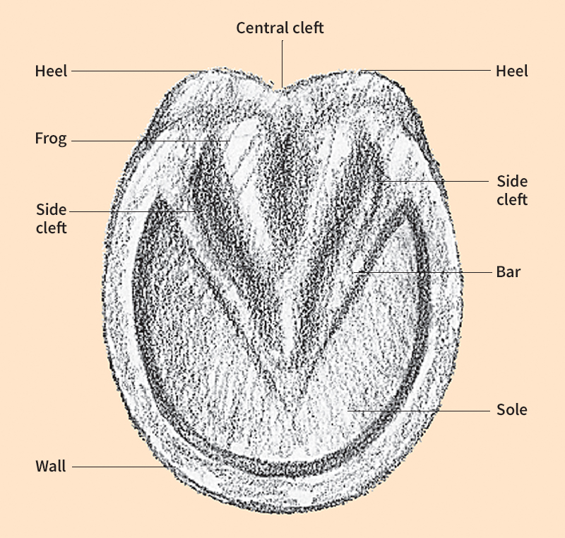 Bottom of a horse's hoof