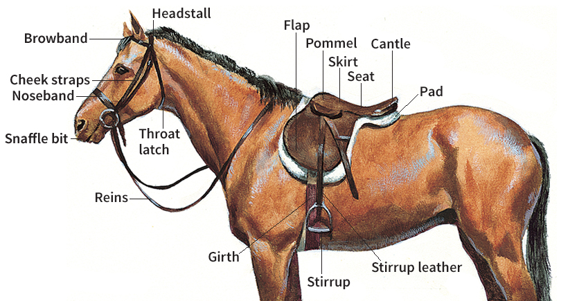 English riding equipment