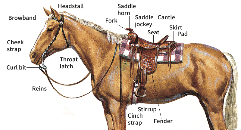 Western riding equipment