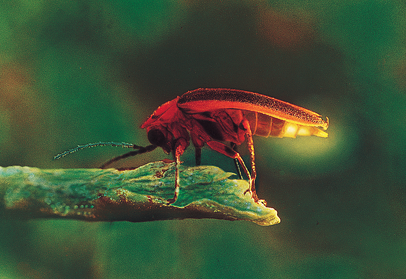 Firefly mating signal