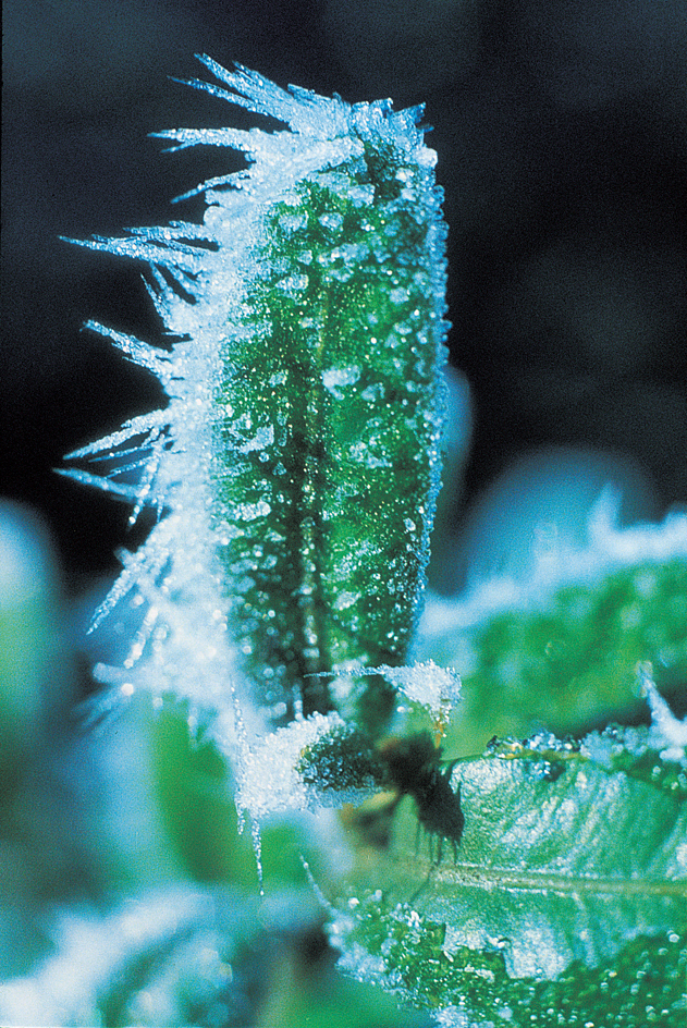 Columnar frost crystals