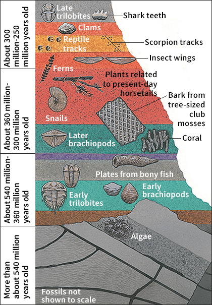 Fossils embedded in different layers of rock